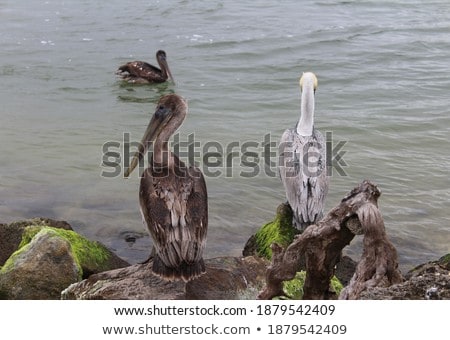 Сток-фото: Floating Pelican