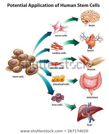 Сток-фото: Stem Cell Application