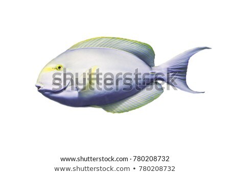 Сток-фото: Yellowfin Surgeon Fish