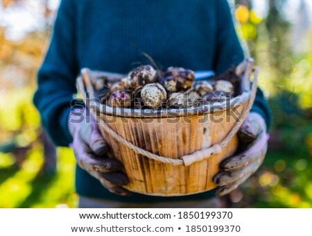 Stock photo: Jerusalem Artichoke Flowers