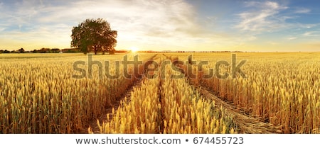 Stock foto: Wheat Field On Sunset