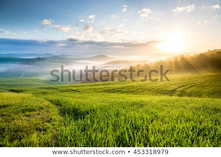 Stok fotoğraf: Green Field In Tuscany