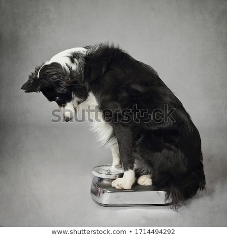 Stock foto: Dog On Scale