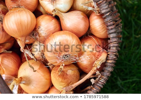 Stock photo: Fresh Onions Harvest In Wooden Basket On Grass