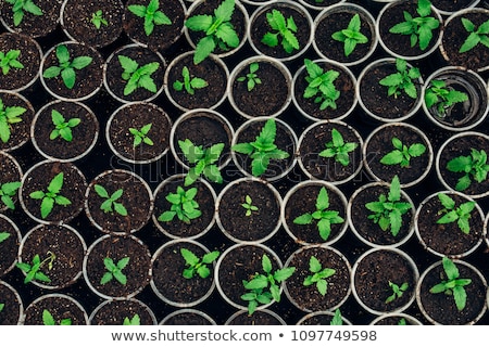 Stok fotoğraf: Small Pots With Green Seedlings Of Horticultural Plants Growing In Greenhouse