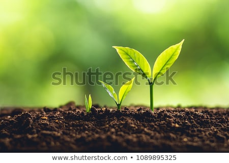 Stockfoto: Personal Growth