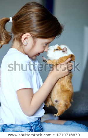 ストックフォト: Child Playing With Guinea Pig Stay Quarantine Time Kid Home