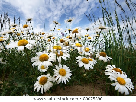 Stock photo: Silence Camomilessun And Blue Sky