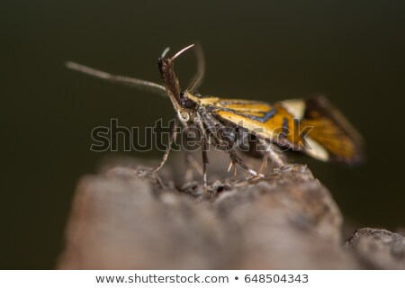 Foto stock: Micro Moth Alabonia Geoffrella