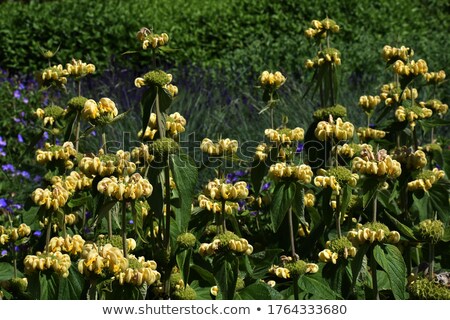 Stock photo: Sage Bush Vertical