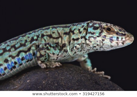 Foto stock: Formentera Lizard Podarcis Pityusensis Formenterae