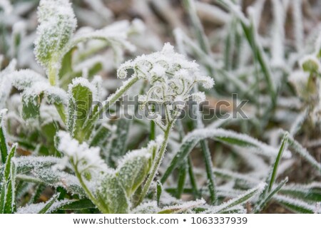 Сток-фото: Hoar Frost England