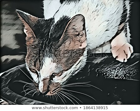 Zdjęcia stock: Baby Cat Gray With Milk In Glass Bowl