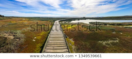 [[stock_photo]]: Colorful Wild Flowers In West Coast National Park South Africa