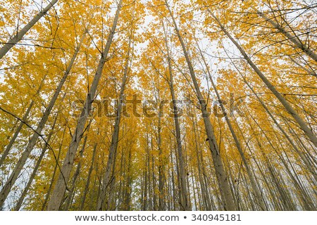 Foto stock: Poplar Tree Grove In Fall