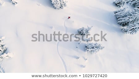 Foto d'archivio: Bird On Snowboard