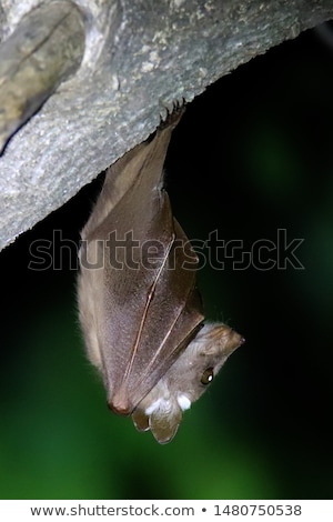 Stockfoto: Wahlbergs Epauletted Fruit Bat Hanging Upside Down