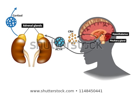 Foto stock: Cortisol Functions