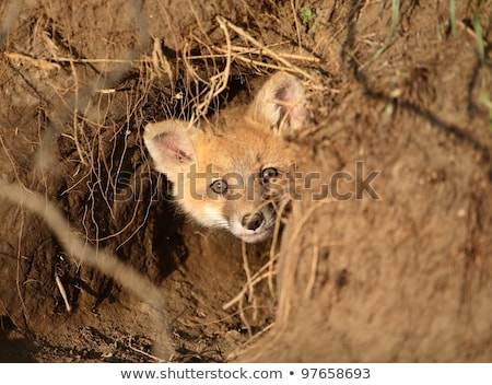 Foto stock: Its · de · zorro · rojo · en · la · entrada · de · la · guarida · en · Saskatchewan