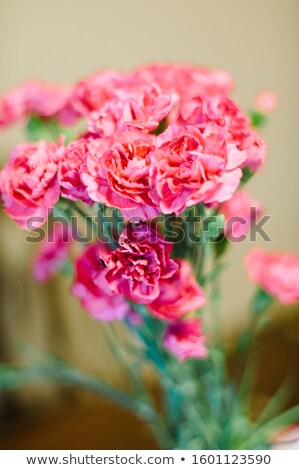 Foto stock: Bouquet Of Pink Carnation