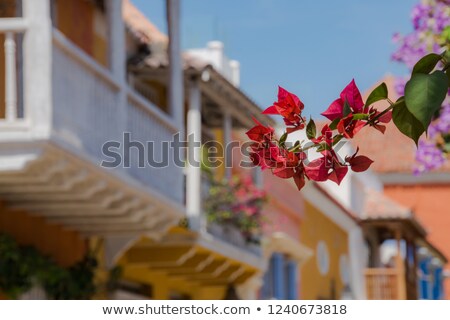 Stock foto: Flower Bloom On The Colorful Street Of Cartagena Colombia