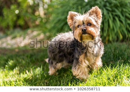 Foto stock: Portrait Of An Adorable Yorkshire Terrier