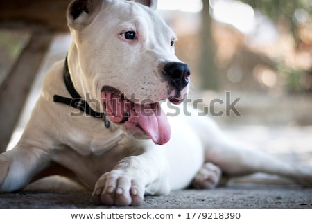 Zdjęcia stock: Puppy Dogo Argentino