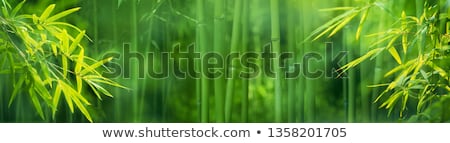 Foto stock: Zen Bamboo