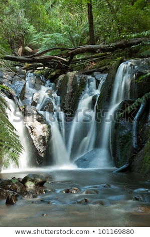 Dandenong Ranges Olinda Falls Near Melbourne Australia Stock photo © 3523studio