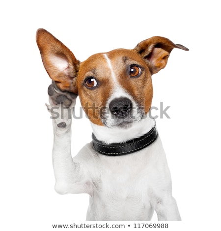 Foto stock: Dog Listening With Big Ear