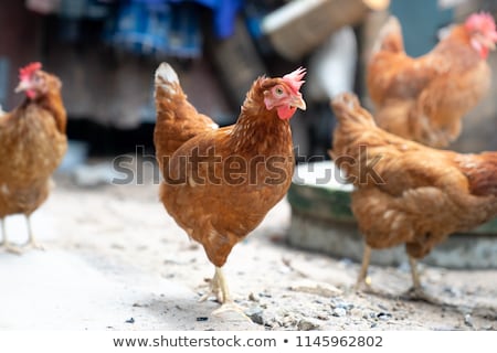Zdjęcia stock: Chicken In A Hen House