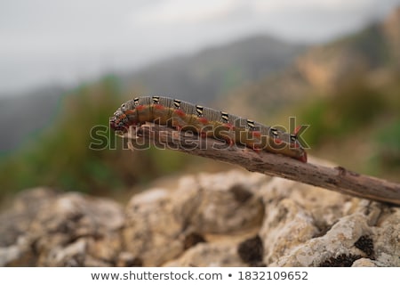 Stock photo: Spurge Hawkmoth Caterpillar Hyles Euphorbiae