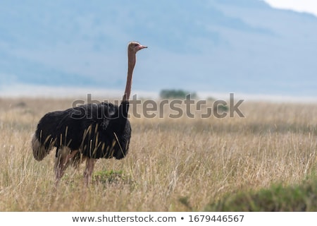 Stock foto: Ostrich Walking On Savanna In Africa Safari Kenya