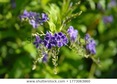 Foto stock: Duranta Geisha Girl Flowers