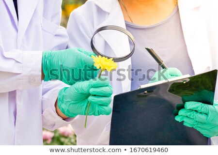Stok fotoğraf: Doctor Checking Cannabis Flowers