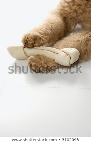 Goldendoodle Dog Paws Holding Bone Imagine de stoc © iofoto
