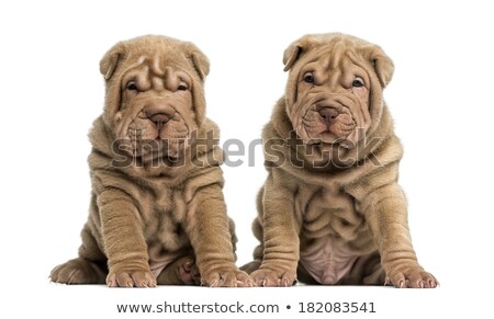 Foto stock: Shar Pei Sitting In The White Studio And Looking Into The Camera