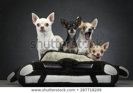 Foto stock: Group Of Chihuahua Sitting In A Toy Car