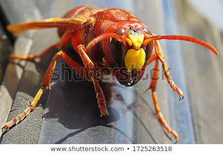 Foto stock: Sesinato