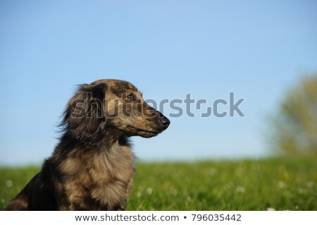 Сток-фото: Miniature Longhaired Dachshund