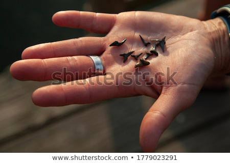 Zdjęcia stock: Showing Her The Sharks