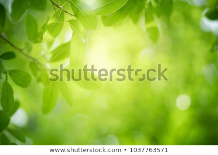 Сток-фото: Green Leaf And Sunlight