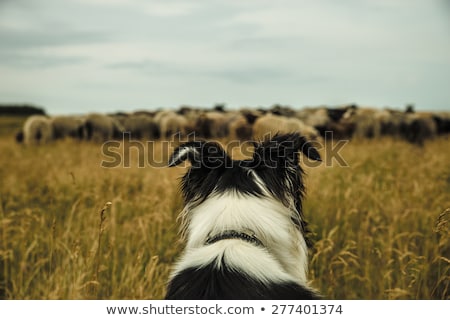 Stock foto: Sheepdog And Herd Of Sheep In Background