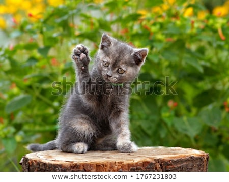 Сток-фото: Small Kitten In The Garden