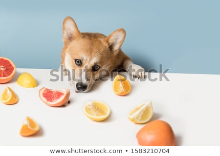 Stock photo: Hungry Dog With Vegan Healthy Fruit