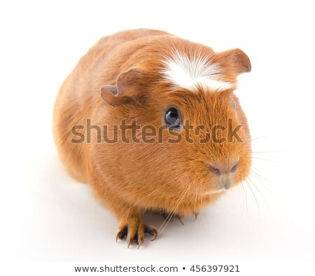 Stockfoto: Brown Crested Guinea Pig On White