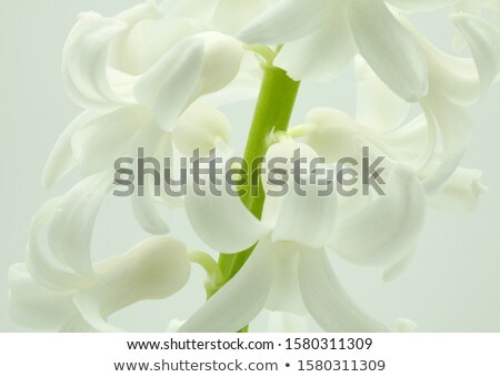 Stock photo: Macro View Of White Flowers Of Hyacinthus