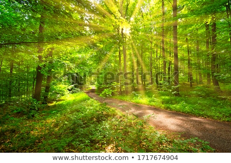 Stock photo: Beech Forest