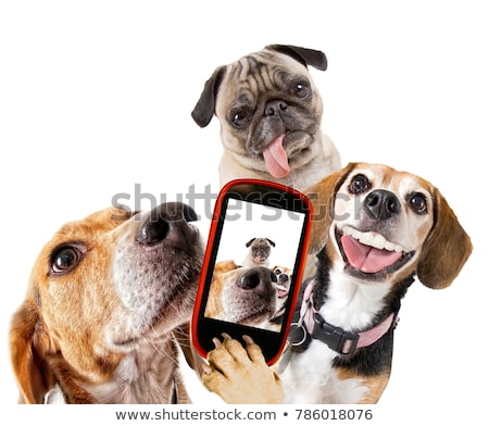 [[stock_photo]]: Funny Selfie Dog
