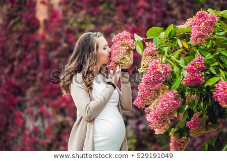 Stock photo: A Pregnant Young Woman Standing At The Red Autumn Hedge Smelling A Flower Hydrangea Pregnant Woman